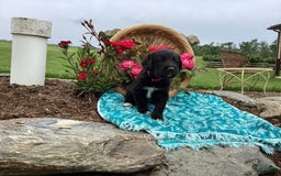 Labradoodle dogs for sale: Green Collar Girl Lil Pokey - Image 5