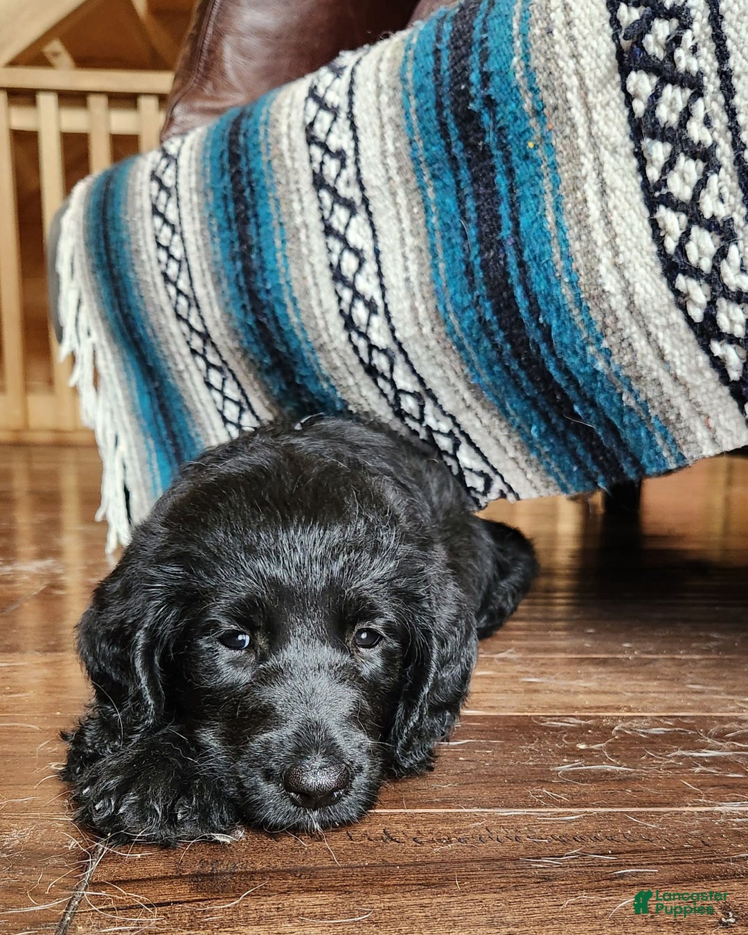 Labradoodle dogs for sale: Madonna - Image 3