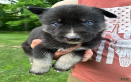 Gerberian Shepsky dogs for sale: Pixy - Image 17