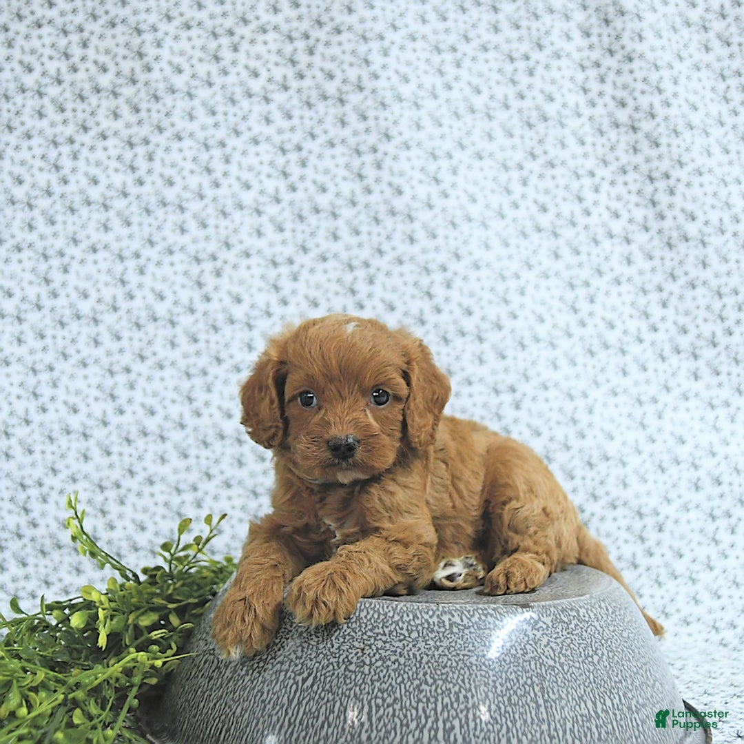 Cavapoo dogs for sale: Ryder - Image 9