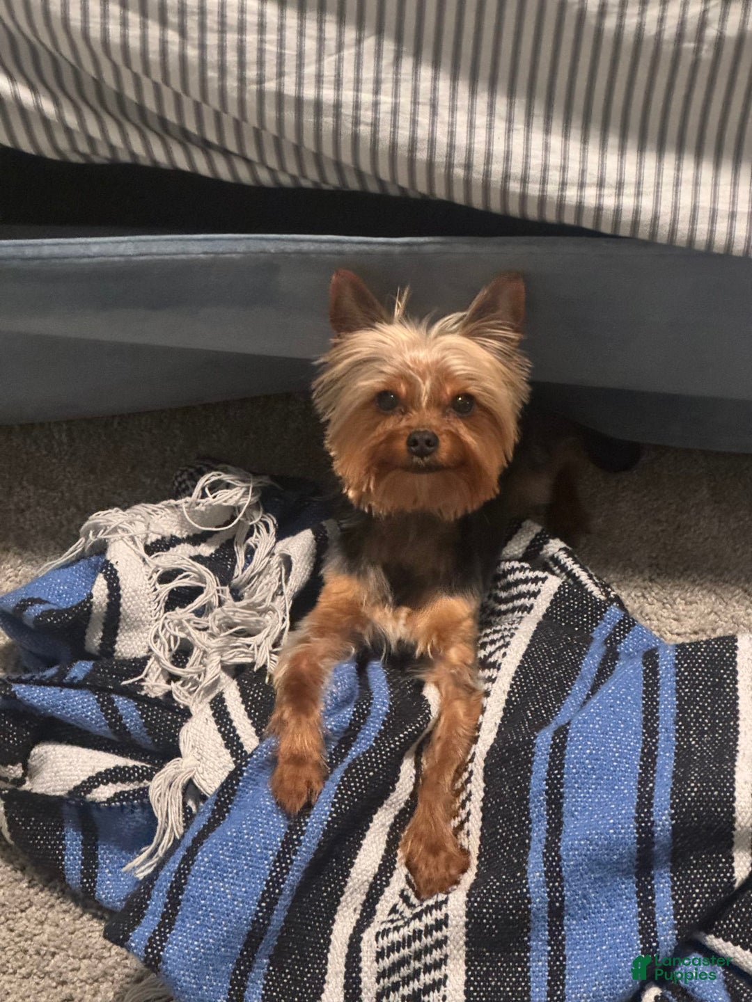 Yorkiepoo dogs for sale: Luxe - Image 3