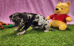 Catahoula Leopard Dog dogs for sale: Duchess 2025 Female 3 - Image 4