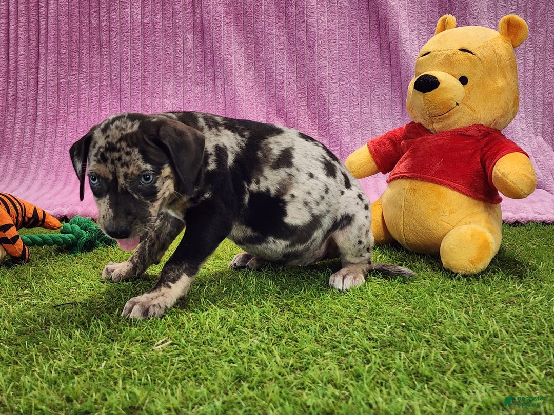 Catahoula Leopard Dog dogs for sale: Duchess 2025 Female 3 - Image 4