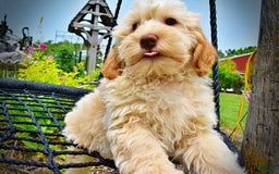 Havapoo dogs for sale: Reggie - Image 8