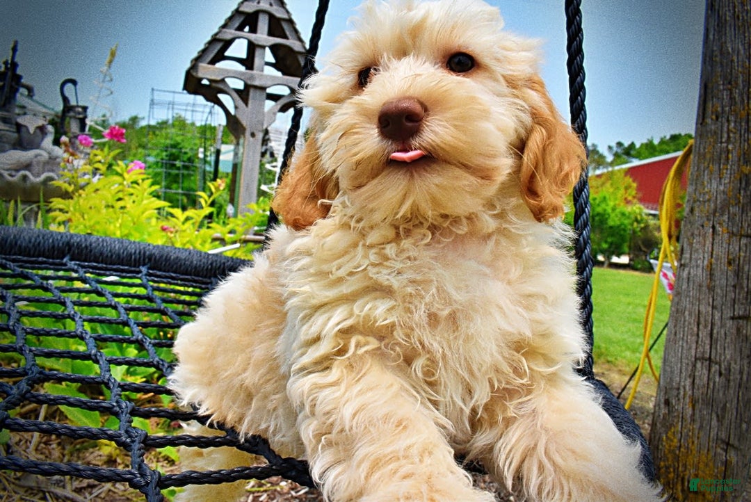 Havapoo dogs for sale: Reggie - Image 8