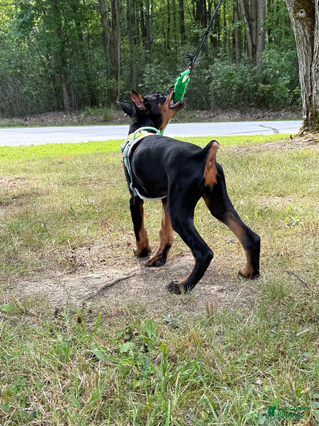 Doberman Pinscher dogs for sale: Banana - Image 8