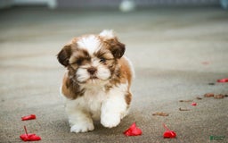 Shih Tzu dogs for sale: Shih Tzu 4 puppies - Image 26
