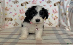 Sheepadoodle dogs for sale: Wilma - Image 10