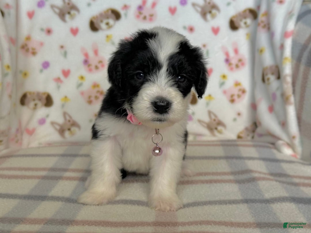 Sheepadoodle dogs for sale: Wilma - Image 10