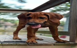 Rhodesian Ridgeback dogs for sale: Orange - Image 2