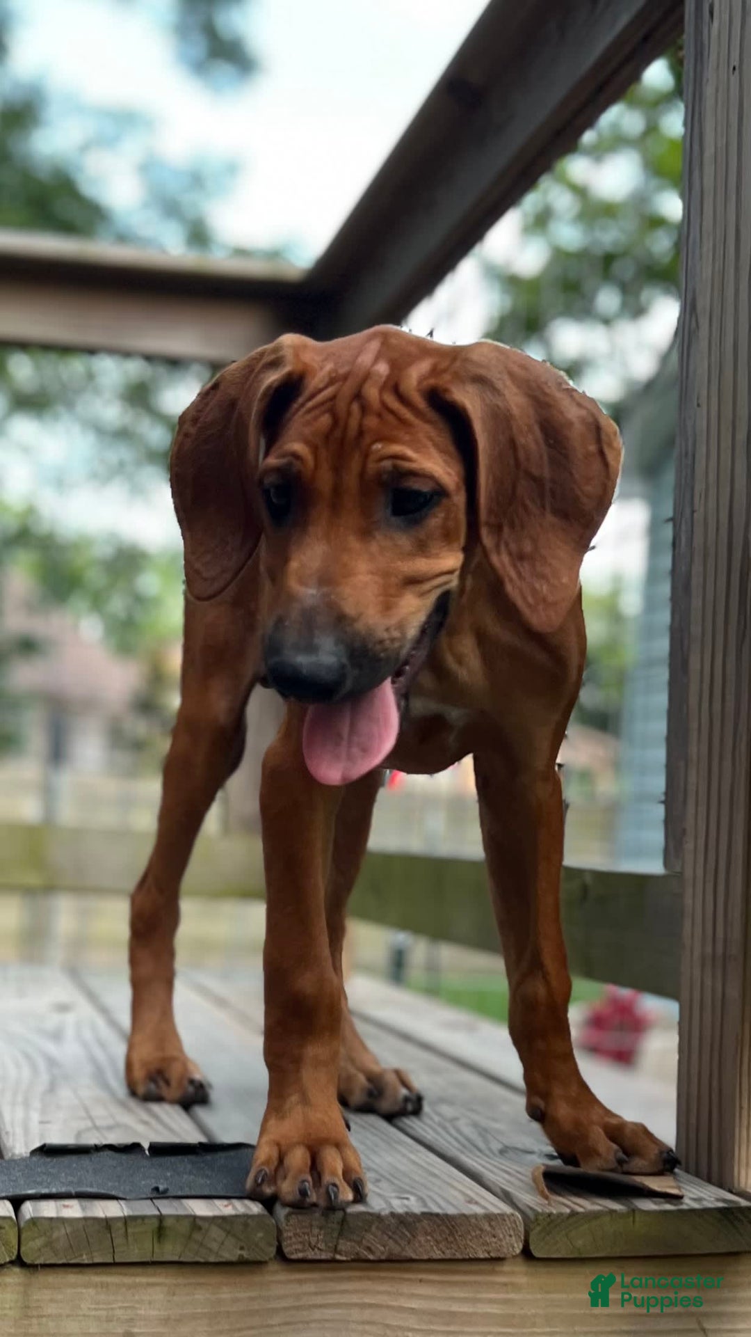 Rhodesian Ridgeback dogs for sale: Orange - Image 2