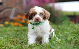 Miniature Poodle dogs for sale: Biscuit - Image 2