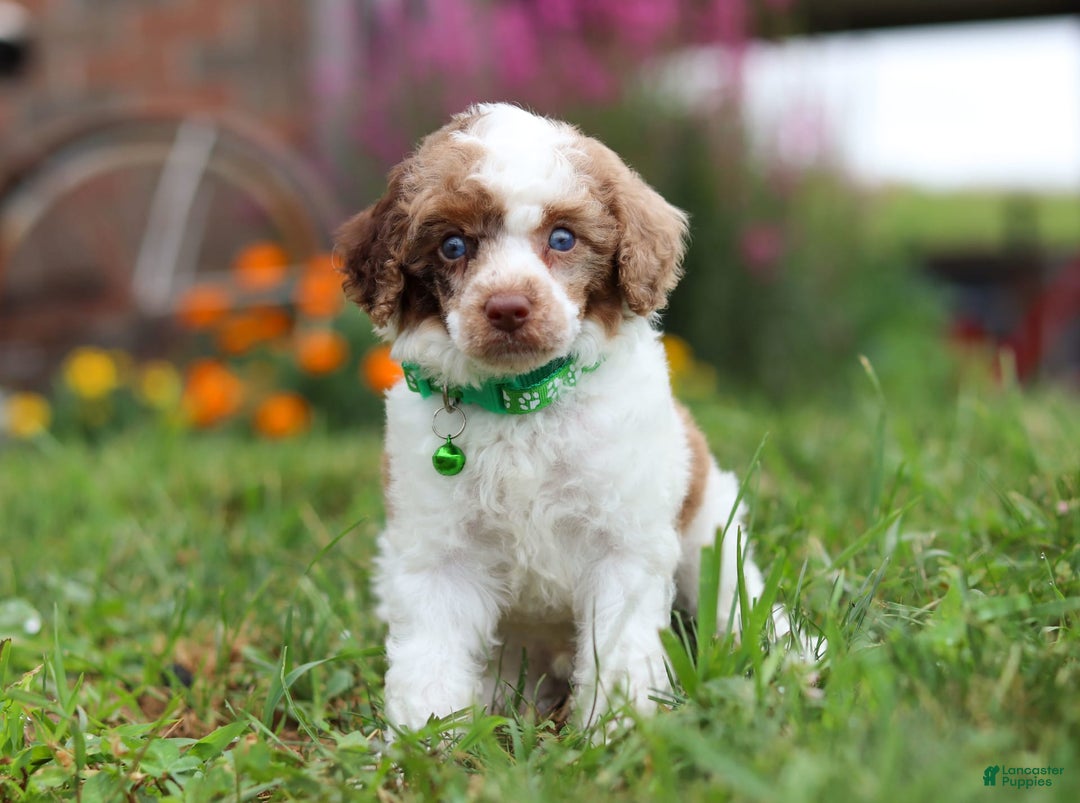 Miniature Poodle dogs for sale: Biscuit - Image 2