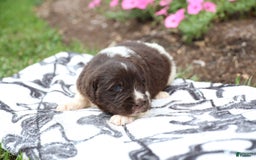 Newfoundland dogs for sale: Maple - Image 6