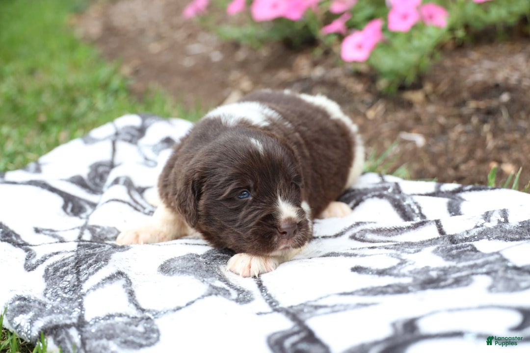 Newfoundland dogs for sale: Maple - Image 6