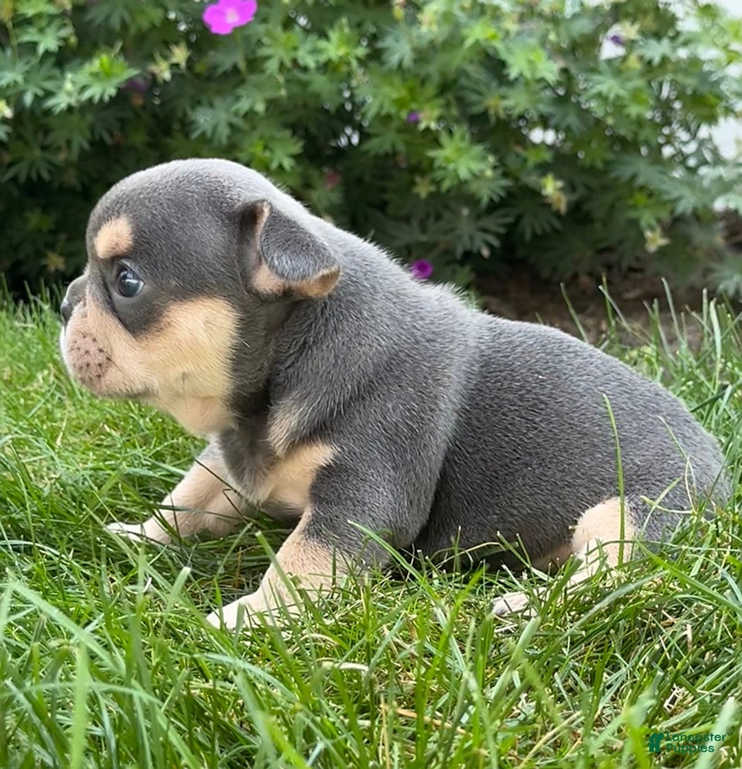 French Bulldog dogs for sale: Hilda - Image 4