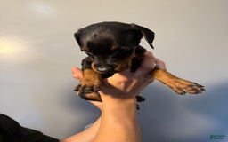 Doberman Pinscher dogs for sale: Green Collar - Image 3