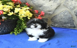 Teddy Bear dogs for sale: Katrina - Image 1