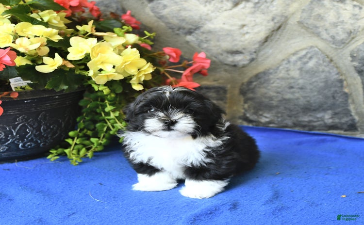 Teddy Bear dogs for sale - Ad 4