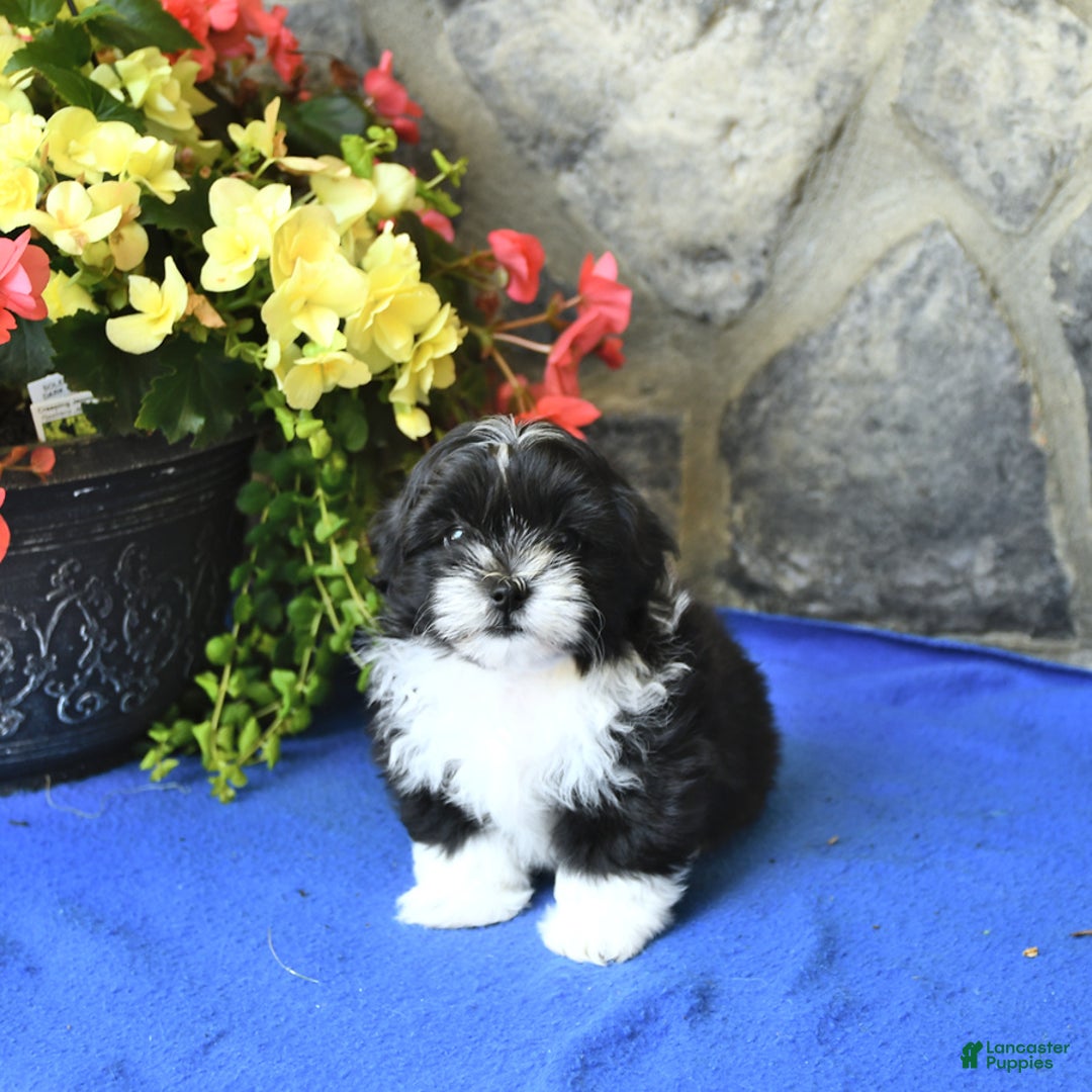 Teddy Bear dogs for sale: Katrina - Image 1