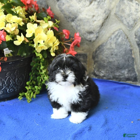 Teddy Bear dogs for sale - Ad 4