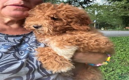 Cavapoo dogs for sale: Cooper - Image 14
