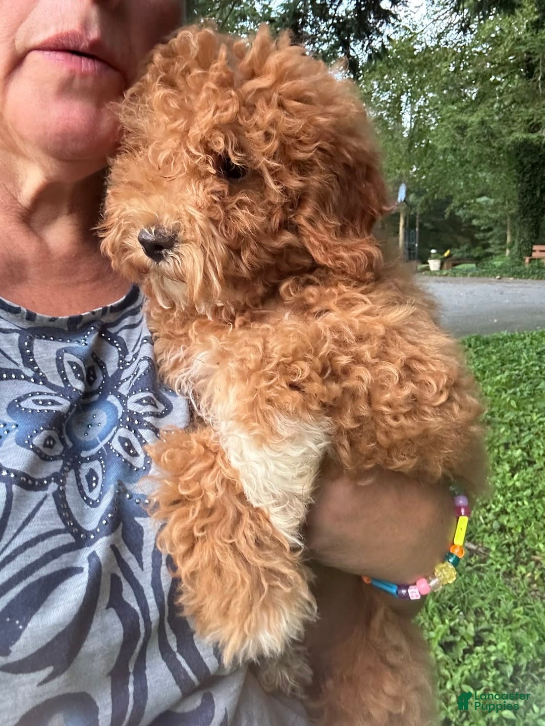 Cavapoo dogs for sale: Cooper - Image 14