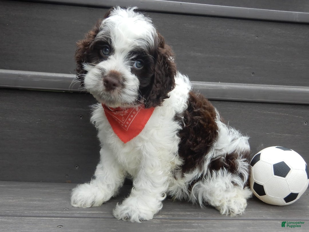 Cockapoo dogs for sale: Patches - Image 5