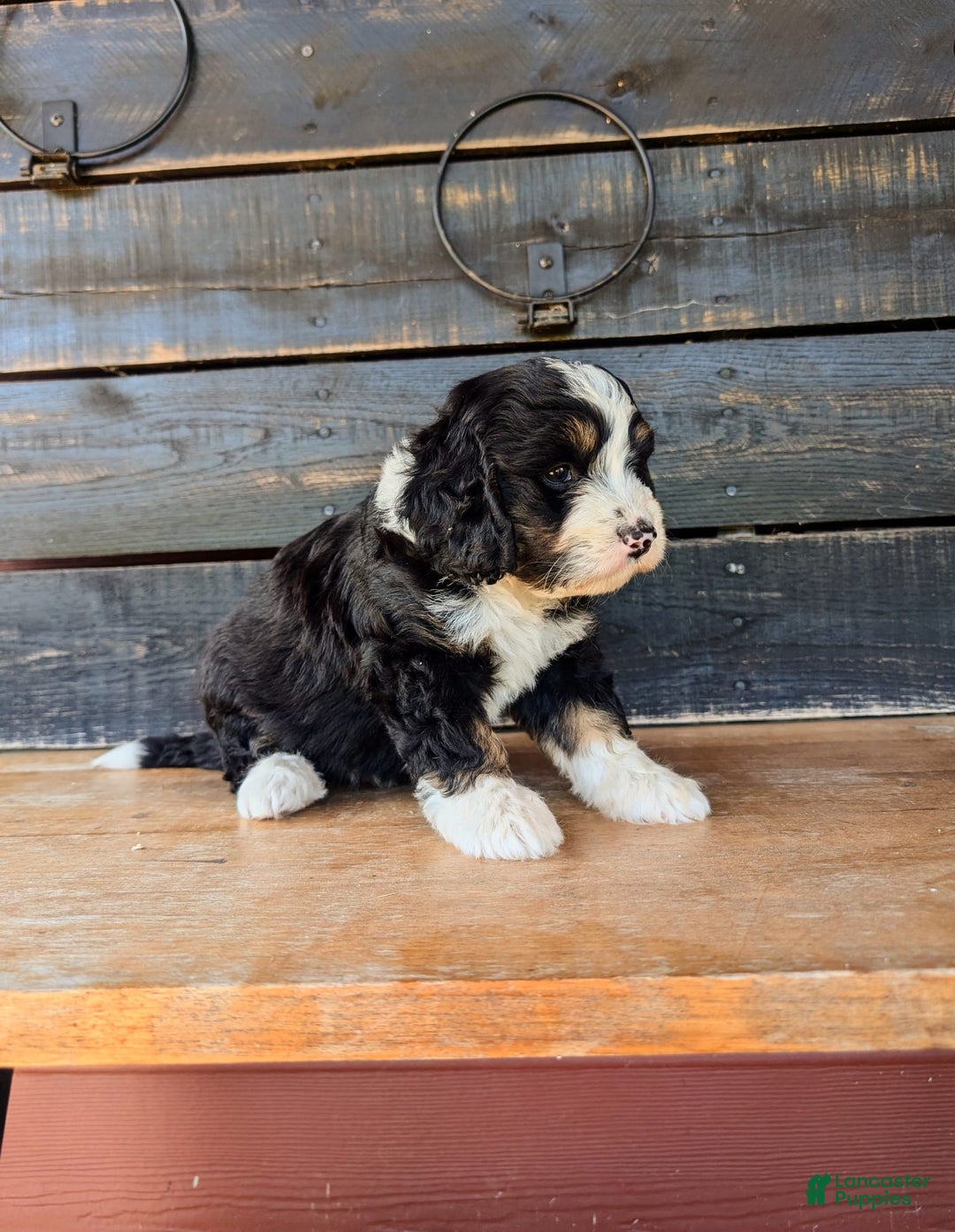 Mini Bernedoodle dogs for sale: Hazel - Image 3