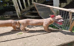 American Bully dogs for sale: Coolade - Image 4