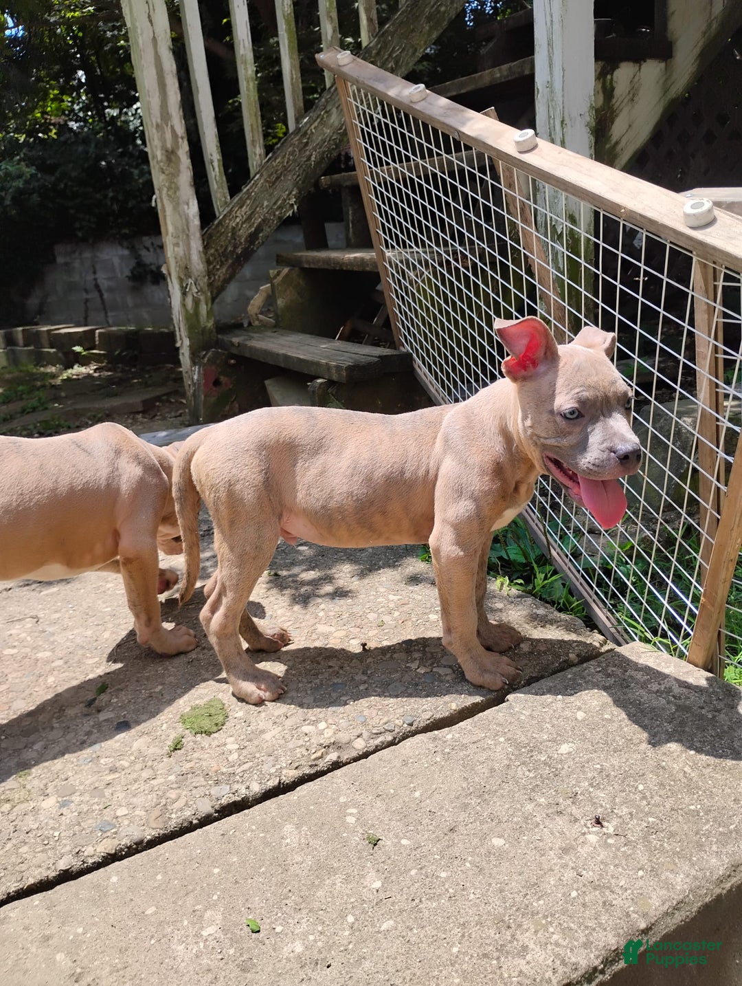 American Bully dogs for sale: Coolade - Image 4
