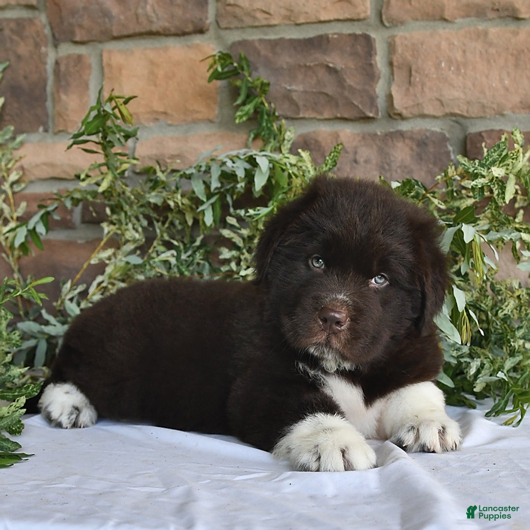 Newfoundland dogs for sale: Victor - Image 4