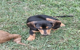 Miniature Dachshund dogs for sale: Lilly - Image 3