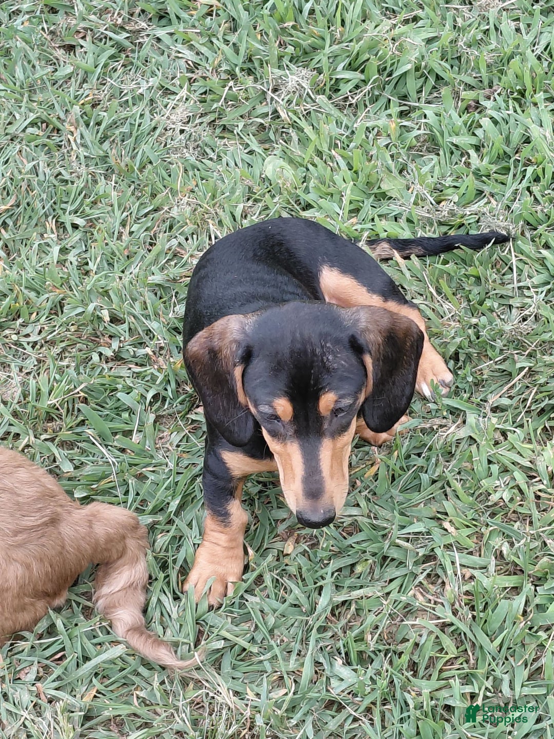Miniature Dachshund dogs for sale: Lilly - Image 3