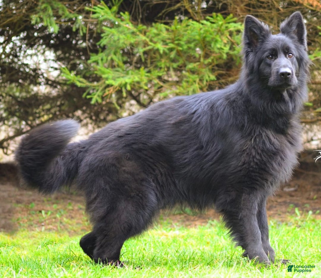 German Shepherd dogs for sale: Zara - Image 9