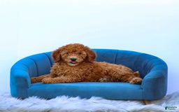Miniature Poodle dogs for sale: Colette - Image 6