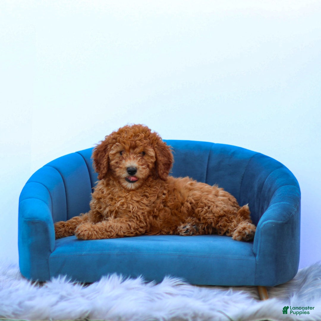 Miniature Poodle dogs for sale: Colette - Image 6