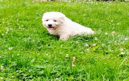 Great Pyrenees dogs for sale: Cedar - Image 7