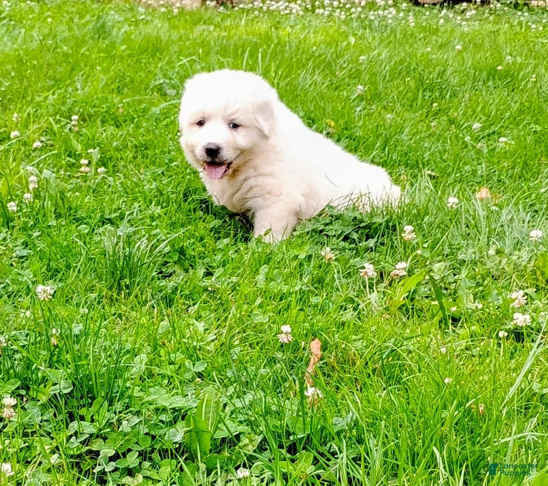 Great Pyrenees dogs for sale: Cedar - Image 7