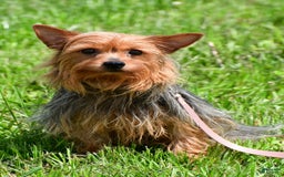 Morkie dogs for sale: Clifford - Image 8