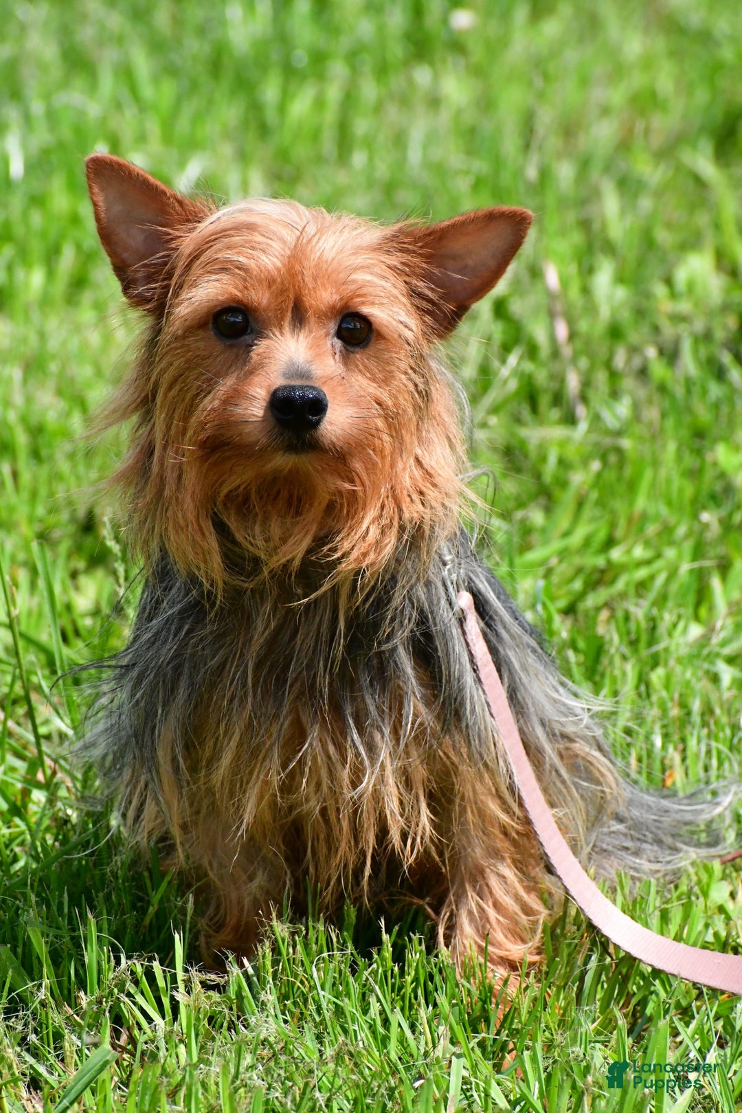 Morkie dogs for sale: Clifford - Image 8