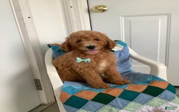 Goldendoodle dogs for sale: Kobe F2b - Image 16