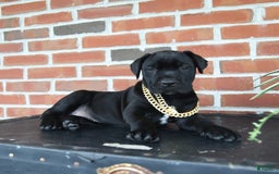 Cane Corso dogs for sale: Cassy - Image 8
