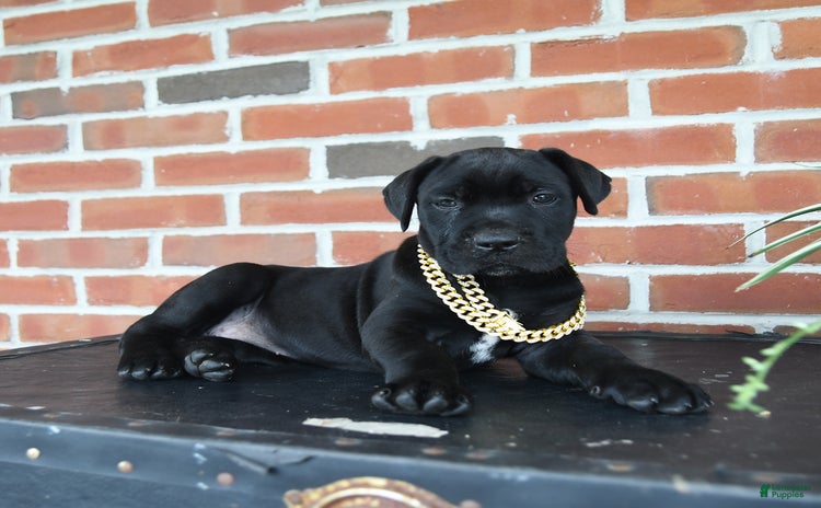 Cane Corso dogs - Advert 38