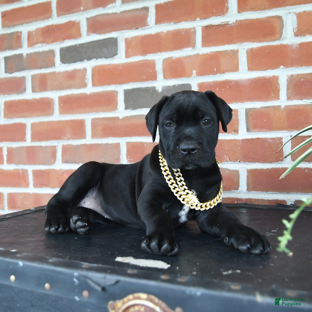 Cane Corso dogs for sale: Cassy - Image 8