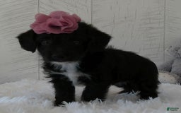 Yorkiepoo dogs for sale: Allie - Image 2