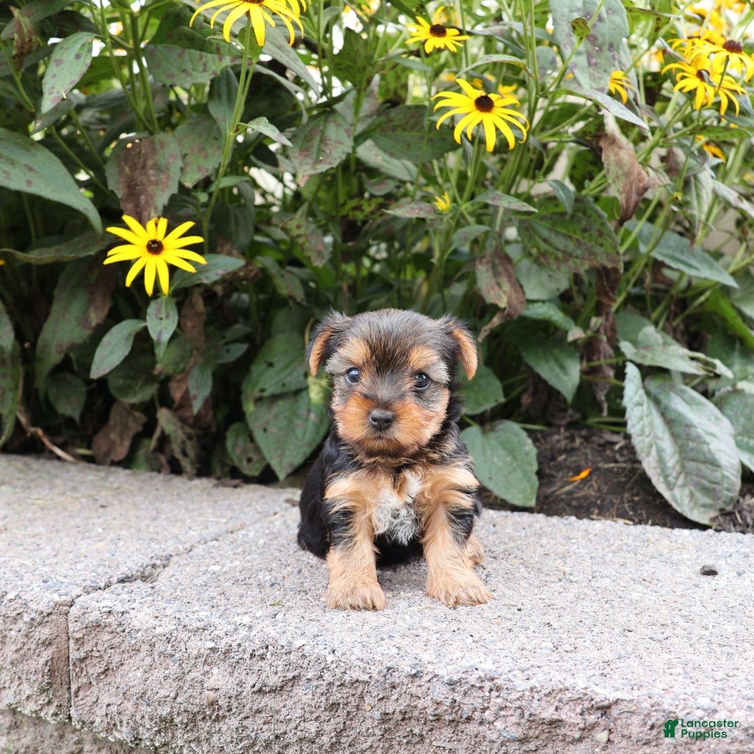 Yorkshire Terrier dogs for sale: Joy - Image 2