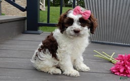Cockapoo dogs for sale: Bella - Image 12