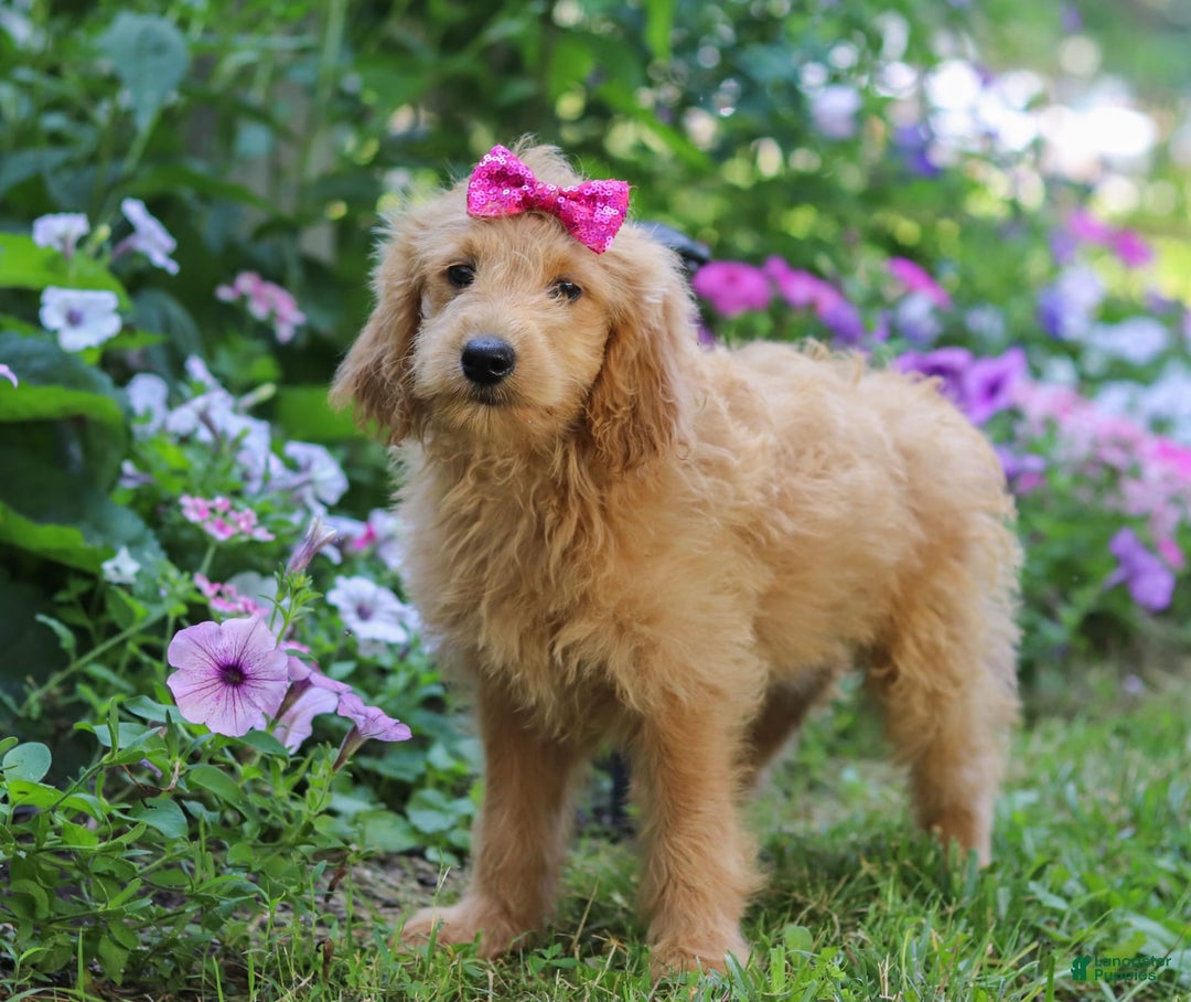 Mini Goldendoodle dogs for sale: Lucy - Image 1