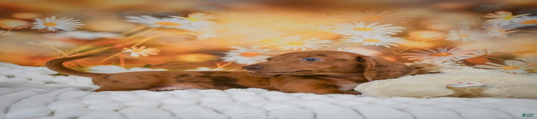 Cosmo